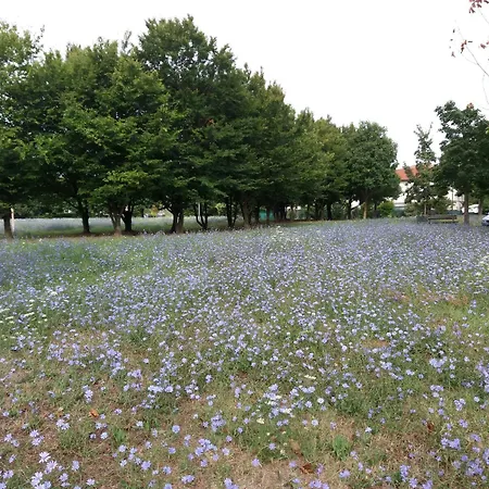 Bio Salix بادوفا